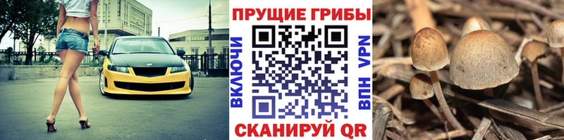 Псилоцибиновые грибы Psilocybine cubensis  Туймазы 